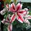 Lilium Dizzy